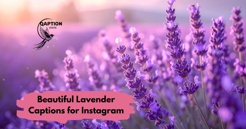Beautiful Lavender Captions for Instagram