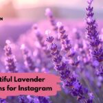 Beautiful Lavender Captions for Instagram