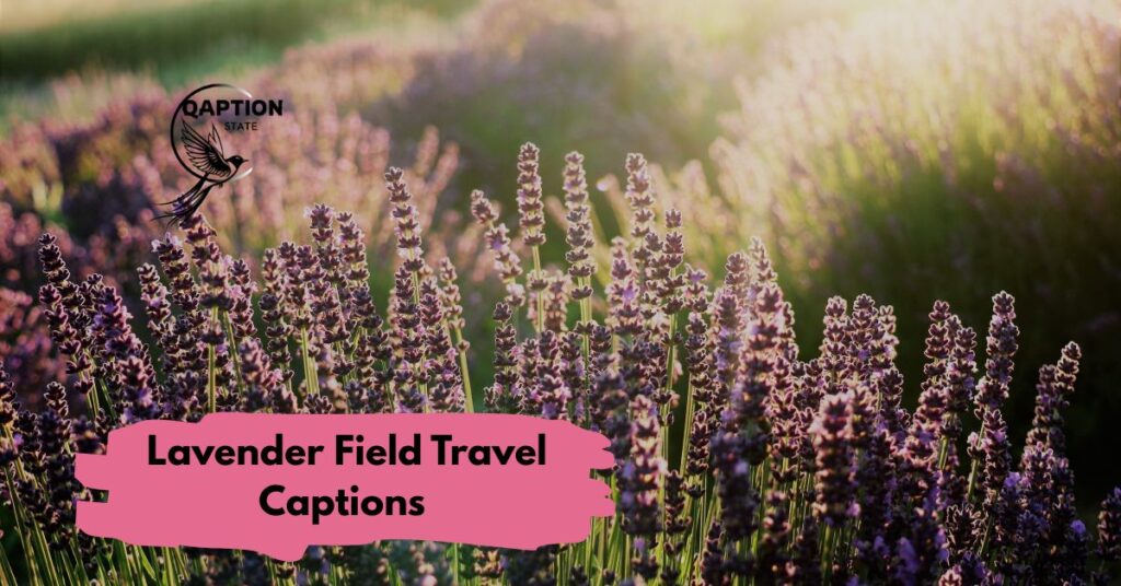 Lavender Field Travel Captions 