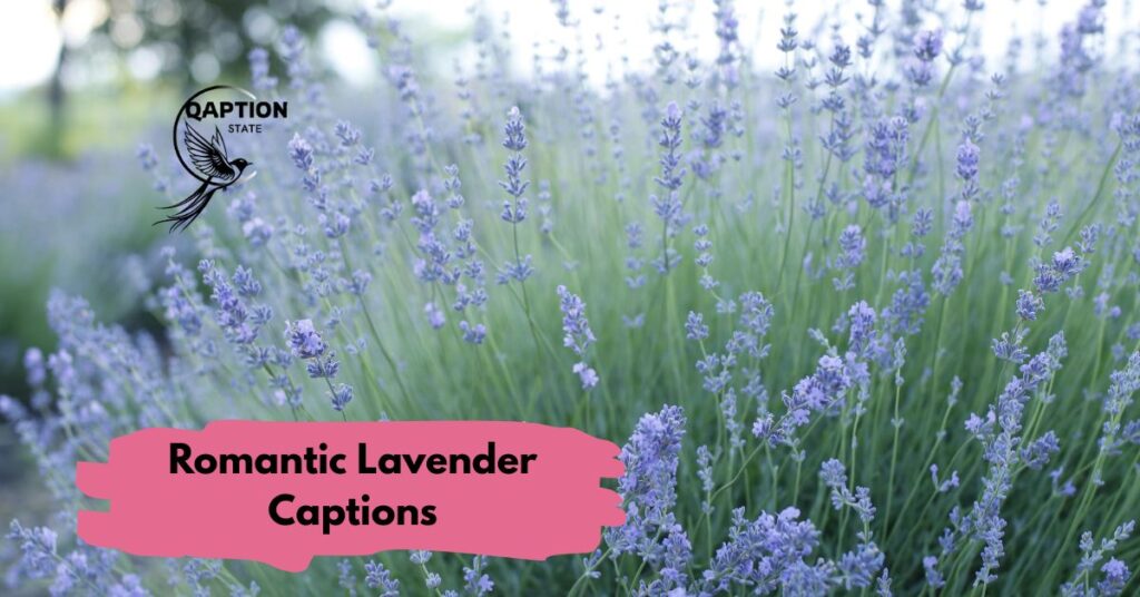 Romantic Lavender Captions