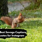 135+ Best Savage Captions & Quotes for Instagram