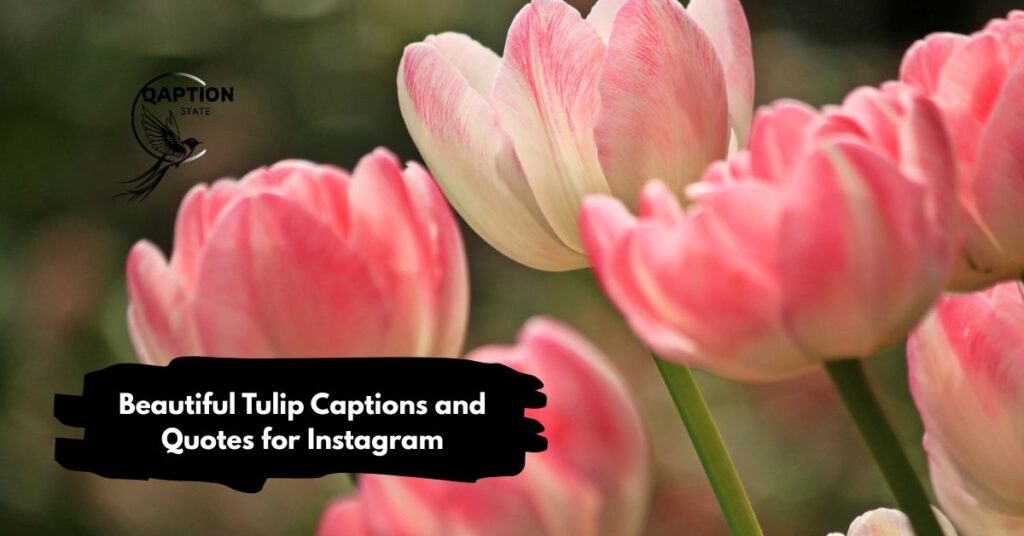 Beautiful Tulip Captions and Quotes for Instagram