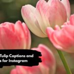 Beautiful Tulip Captions and Quotes for Instagram