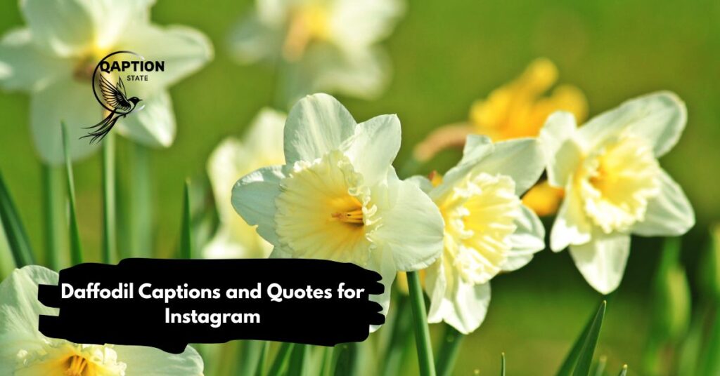 Daffodil Captions and Quotes for Instagram