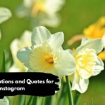 Daffodil Captions and Quotes for Instagram