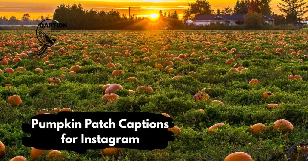 Pumpkin Patch Captions for Instagram