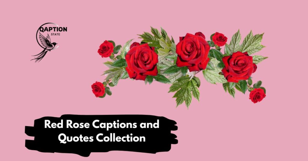 Red Rose Captions and Quotes Collection