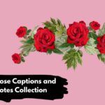 Red Rose Captions and Quotes Collection